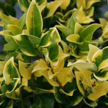 Load image into Gallery viewer, Jack Frost Privet Shrubs