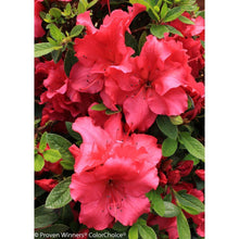 Load image into Gallery viewer, Red Bloomathon Azalea Shrubs