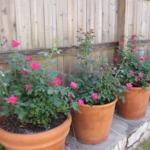 Load image into Gallery viewer, Red Double Knock Out Rose Bushes