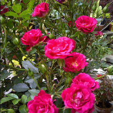 Load image into Gallery viewer, Red Drift Rose Bushes