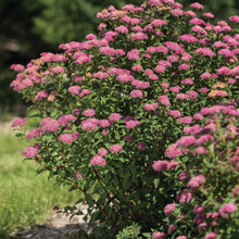 Load image into Gallery viewer, Superstar Spirea Shrubs