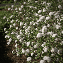 Load image into Gallery viewer, Spice Baby Viburnum