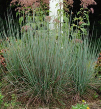 Load image into Gallery viewer, Standing Ovation Little Bluestem