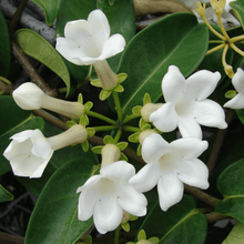 Load image into Gallery viewer, Stephanotis Trellis