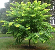 Load image into Gallery viewer, Hearts of Gold Redbud Tree