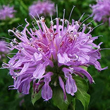 Load image into Gallery viewer, Wild Bergamot