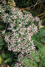 Load image into Gallery viewer, Woodland Aster