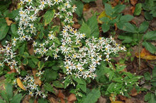 Load image into Gallery viewer, Woodland Aster