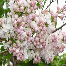 Load image into Gallery viewer, Beauty of Moscow Lilac Shrubs
