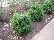 Load image into Gallery viewer, Green Ice Boxwood Shrubs
