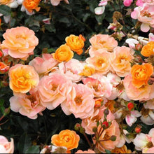 Load image into Gallery viewer, Peachy Knock Out Rose Bushes
