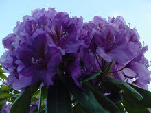 Load image into Gallery viewer, Rhododendron Lee&#39;s Dark Purple Shrubs
