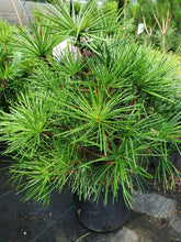 Load image into Gallery viewer, Umbrella Pine Trees
