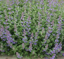 Load image into Gallery viewer, Nepeta Walkers Low Catmint
