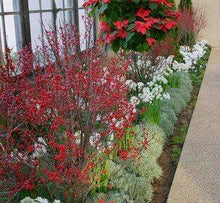 Load image into Gallery viewer, Sparkleberry Holly Shrubs

