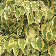Load image into Gallery viewer, Summer Gold Dogwood Trees
