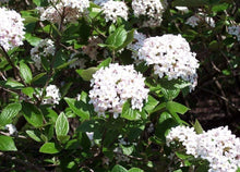 Load image into Gallery viewer, Viburnum Mohawk Shrubs
