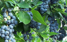 Load image into Gallery viewer, Premier Blueberry Bushes
