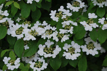 Load image into Gallery viewer, Viburnum Summer Snowflake Shrubs
