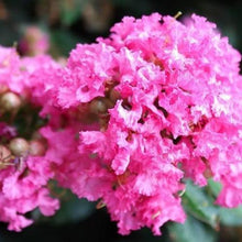 Load image into Gallery viewer, Crape Myrtle Pocomoke Shrubs
