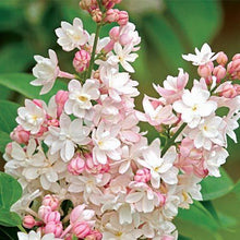 Load image into Gallery viewer, Beauty of Moscow Lilac Shrubs
