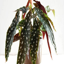 Load image into Gallery viewer, Begonia wightii Maculata Plants
