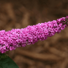 Load image into Gallery viewer, Lo and Behold Pink Micro Chip Butterfly Bush
