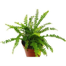 Load image into Gallery viewer, Button Fern Plants
