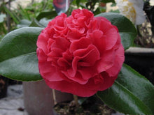 Load image into Gallery viewer, Camellia Kramer&#39;s Supreme Shrubs
