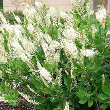 Load image into Gallery viewer, Clethra Hummingbird Shrubs
