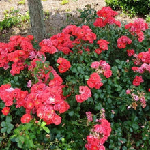 Load image into Gallery viewer, Coral Drift Rose Bushes
