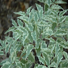 Load image into Gallery viewer, Wolf Eyes Dogwood
