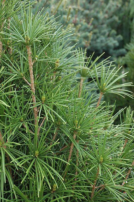 Umbrella Pine Trees