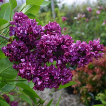 Load image into Gallery viewer, Lilac Charles Joly Shrubs
