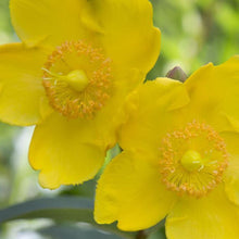 Load image into Gallery viewer, St. Johns Wort Hidcote Shrubs
