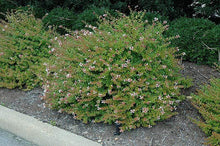 Load image into Gallery viewer, Rose Creek Abelia Shrubs

