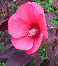 Load image into Gallery viewer, Hibiscus Head over Heels Passion Plants
