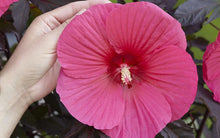 Load image into Gallery viewer, Hibiscus Head over Heels Passion Plants
