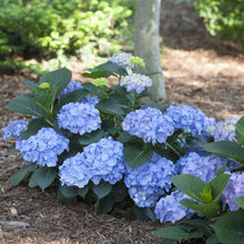 Load image into Gallery viewer, Let&#39;s Dance Blue Jangles Hydrangea Shrubs
