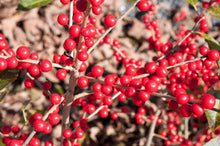 Load image into Gallery viewer, Red Sprite Winterberry Holly Shrubs
