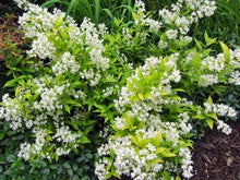 Load image into Gallery viewer, Deutzia Chardonnay Pearls Shrubs
