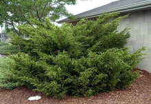 Load image into Gallery viewer, Sea Green Juniper Shrubs
