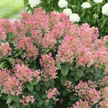 Load image into Gallery viewer, Little Quick Fire Hydrangea Shrubs
