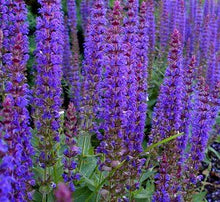Load image into Gallery viewer, Salvia May Night
