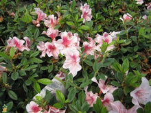 Load image into Gallery viewer, Azalea Autumn Chiffon Shrubs
