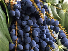 Load image into Gallery viewer, Mahonia aquifolium Oregon Grape Holly Shrubs
