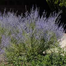 Load image into Gallery viewer, Russian Sage Perovskia
