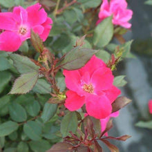 Load image into Gallery viewer, Red Knock Out Rose Bushes
