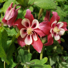 Load image into Gallery viewer, Red Columbine
