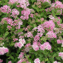 Load image into Gallery viewer, Little Princess Spirea Shrubs

